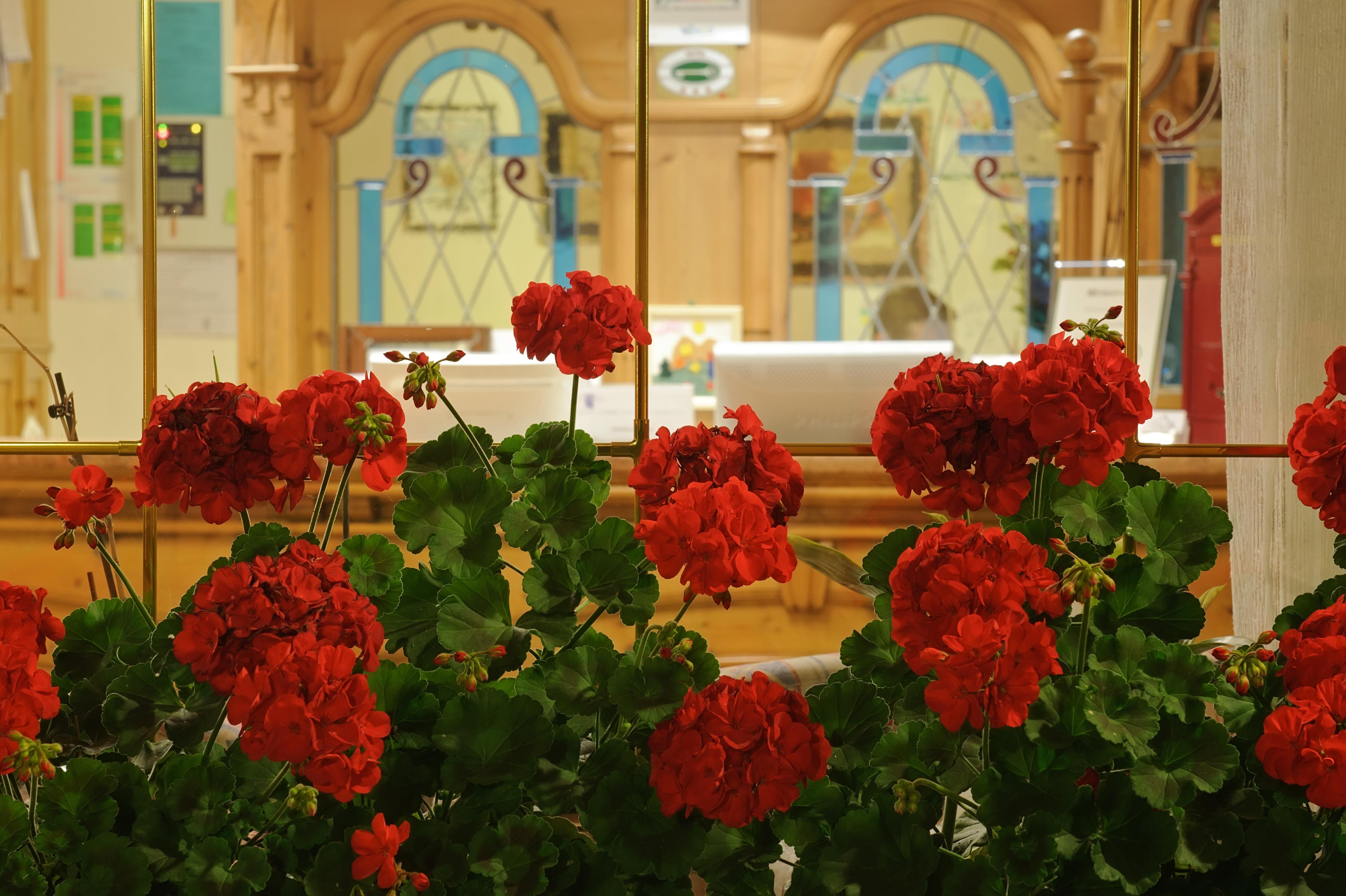 Family Hotel La Perla Fiera Di Primiero Εξωτερικό φωτογραφία